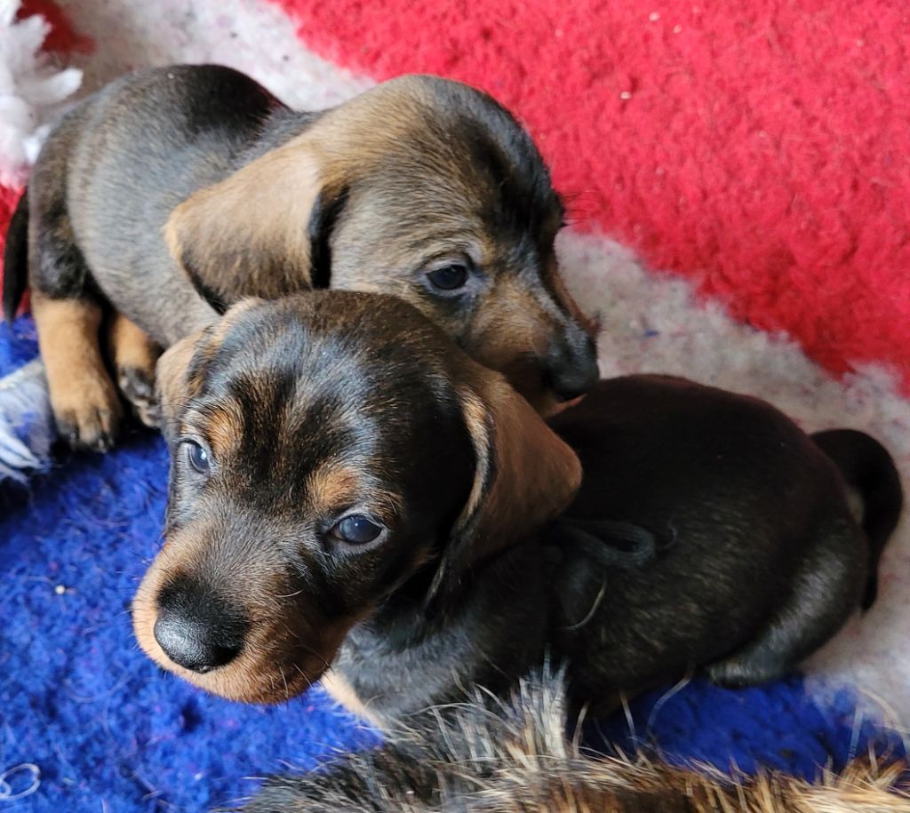 De Tara Des Hauts Lilas - Chiot disponible  - Teckel poil dur