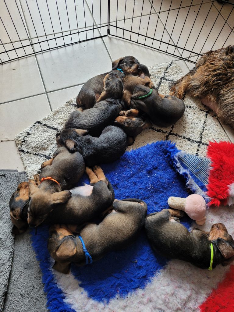 De Tara Des Hauts Lilas - Chiots disponibles - Teckel poil dur