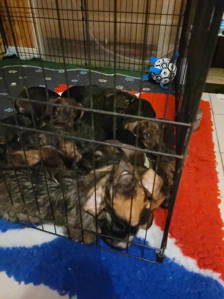 De Tara Des Hauts Lilas - Teckel poil dur - Portée née le 20/08/2025