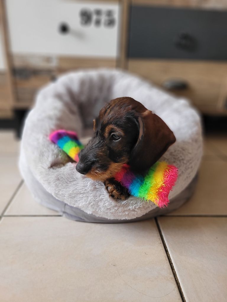 De Tara Des Hauts Lilas - Teckel poil dur - Portée née le 19/08/2025