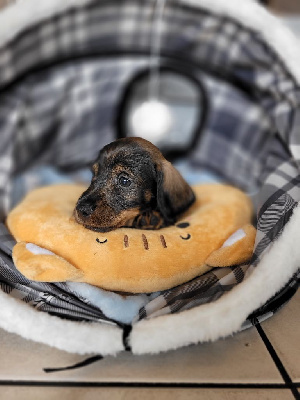 CHIOT 2