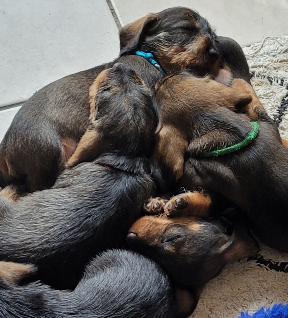 De Tara Des Hauts Lilas - Chiots disponibles - Teckel poil dur