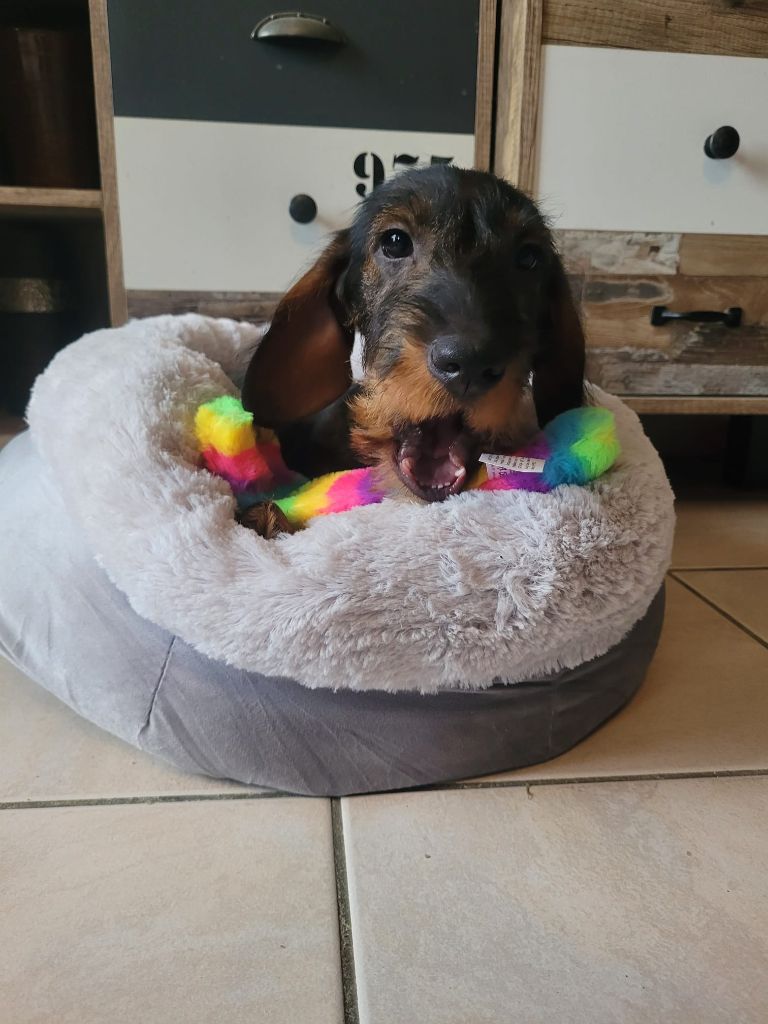 De Tara Des Hauts Lilas - Chiots disponibles - Teckel poil dur