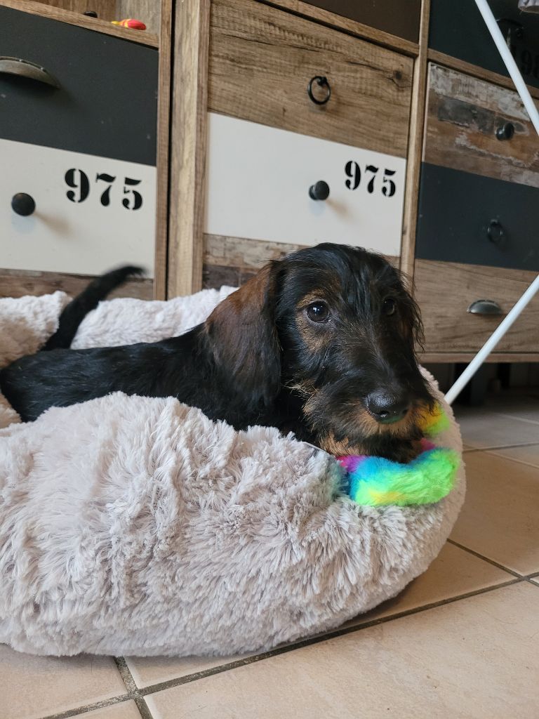 De Tara Des Hauts Lilas - Chiots disponibles - Teckel poil dur